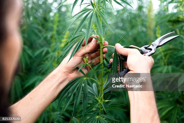 exemination de plantas de cannabis - planta de cannabis fotografías e imágenes de stock