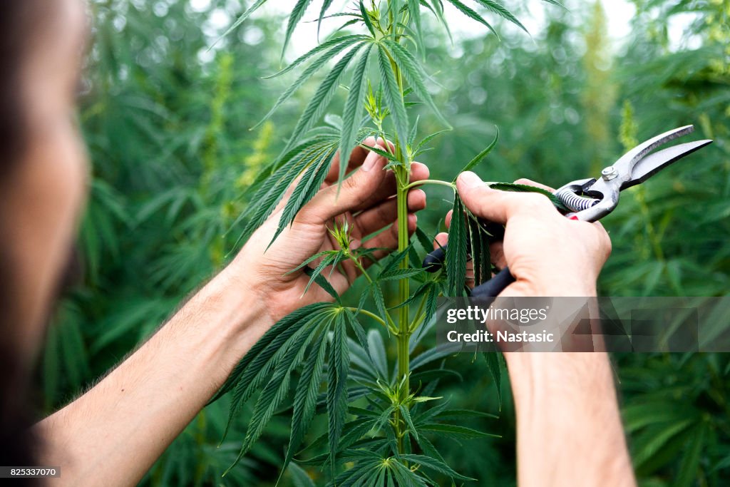 Cannabis plants exemination