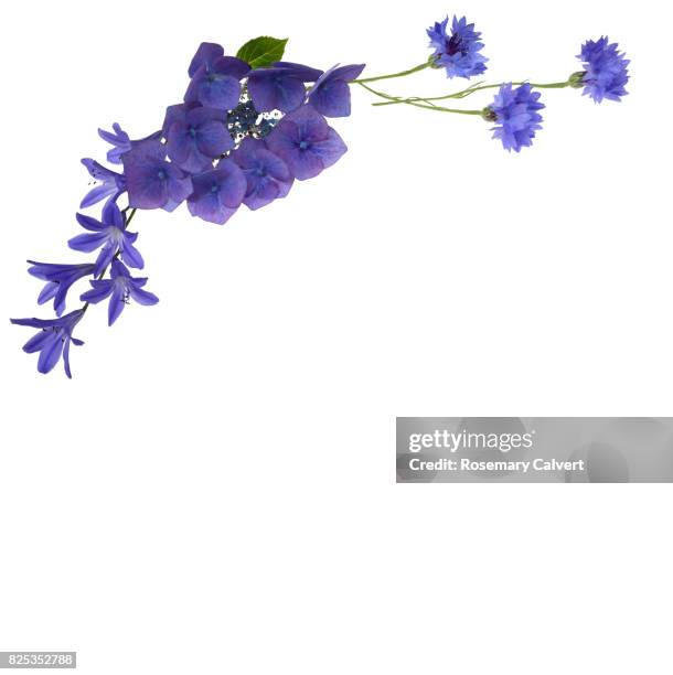 blue flowers create design top left above white copy space. - flowers on white stock pictures, royalty-free photos & images