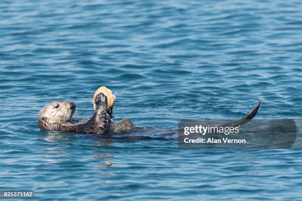 sea otter breaking open a clam - sea otter (enhydra lutris) stock pictures, royalty-free photos & images