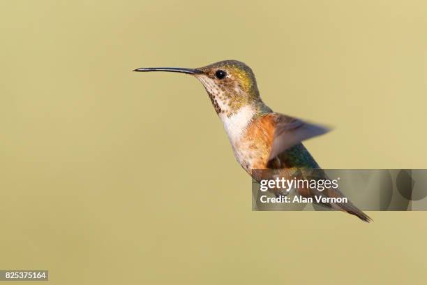 female rufous hummingbird in flight - vernon ca stock pictures, royalty-free photos & images