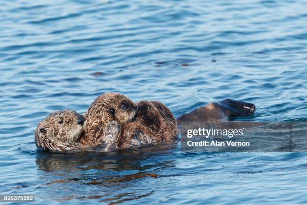 sea otter mother carrying her baby - vernon ca stock pictures, royalty-free photos & images