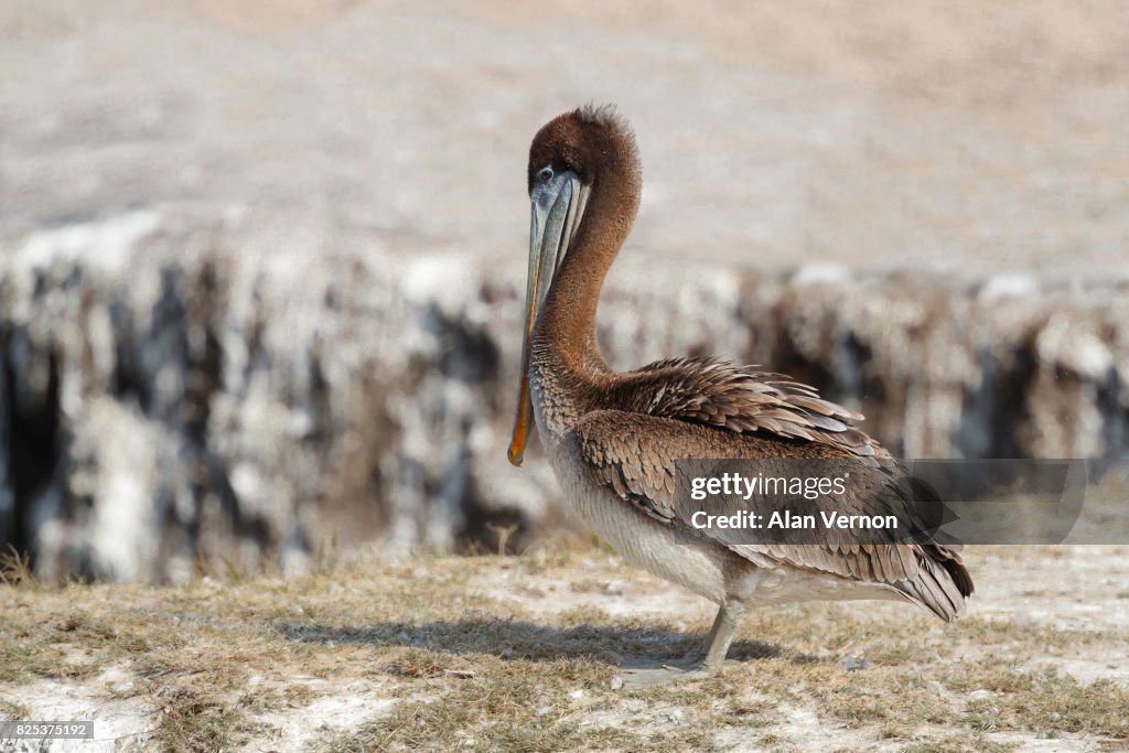Juvenile Brown Pelican