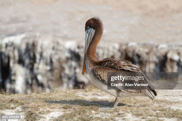 juvenile brown pelican - brown pelican stock pictures, royalty-free photos & images