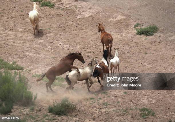 Wild horses frolic next to the Rio Grande which forms the U.S.-Mexico border as seen from a U.S. Customs and Border Protection helicopter on August...