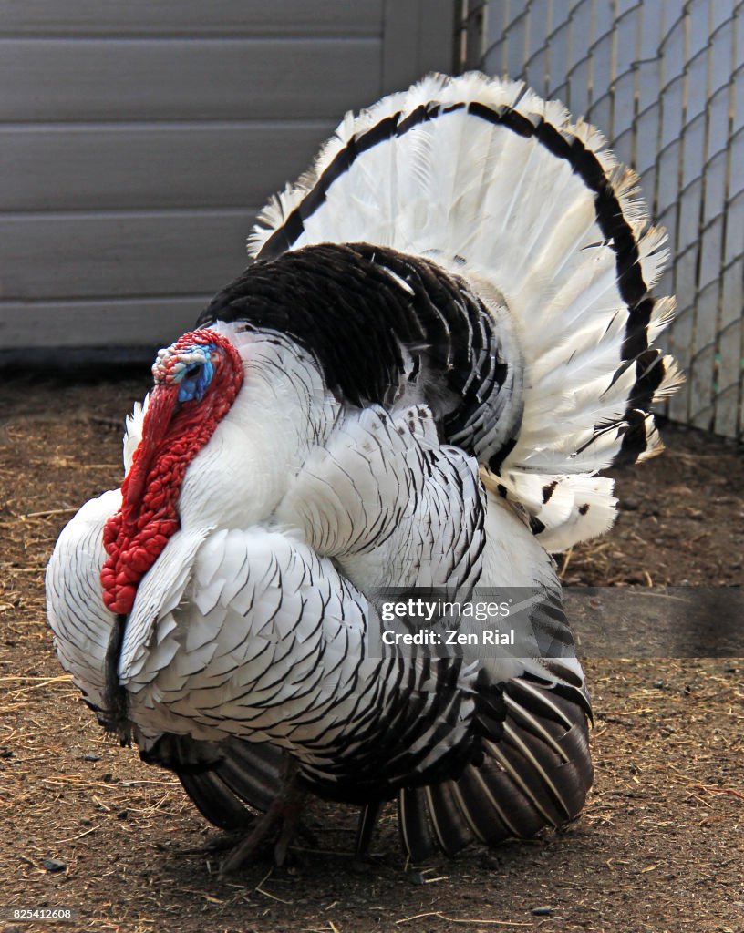 Single male Royal Palm Turkey front view