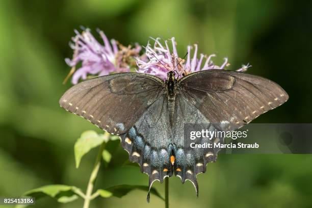 spice swallowtail with wings spread - spice swallowtail butterfly stock pictures, royalty-free photos & images