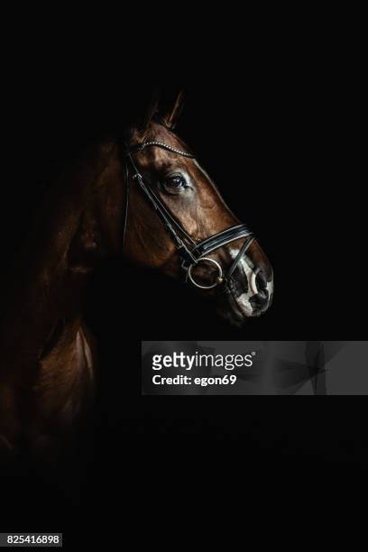 portrai de caballo - racing horses fotografías e imágenes de stock
