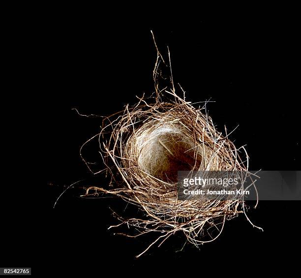 birds nest in the studio - animal nest - fotografias e filmes do acervo