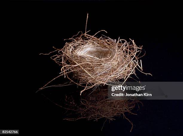 birds nest in the studio - bird nest stock pictures, royalty-free photos & images