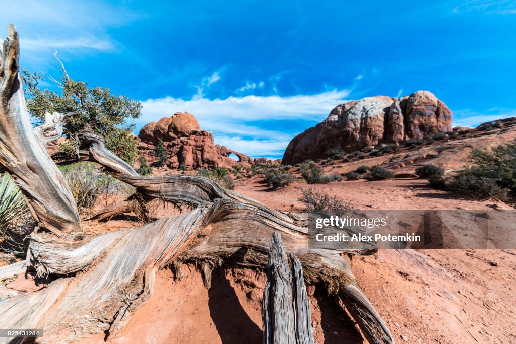 The Utah Juniper, Juniperus Osteosperma, in front of the remote view to the Skyline arch. Devils Garden, Arches national park, Utah.