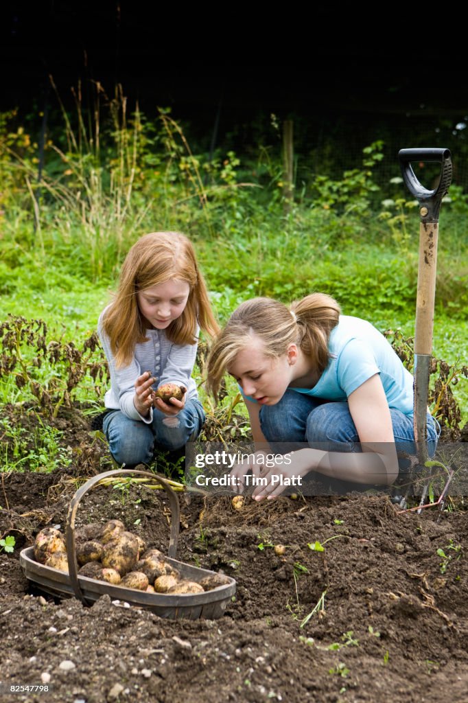 Young girls dig for fresh potatoes