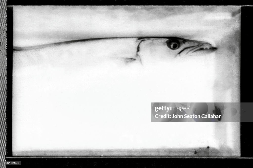 Fish in the Mentawai Islands