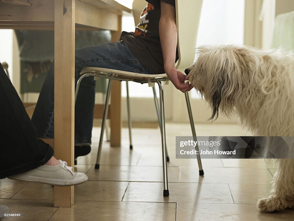 Boy sneaking dog food from the table