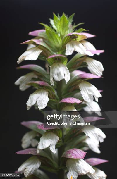 close-up of acanthus mollis, bears breaches - acanthus leaf bildbanksfoton och bilder