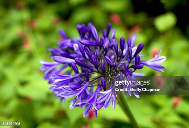 close up of agapanthus in bright sunshine - afrikas blå lilja bildbanksfoton och bilder