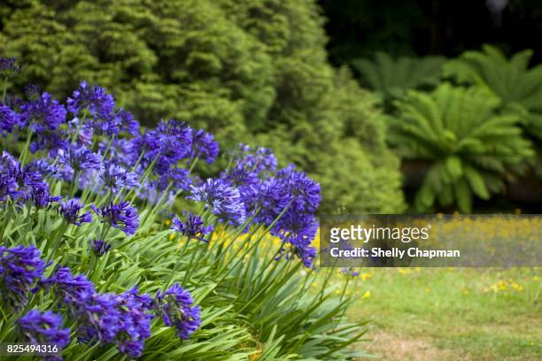 agapanthus blooming in the garden - african lily stock pictures, royalty-free photos & images