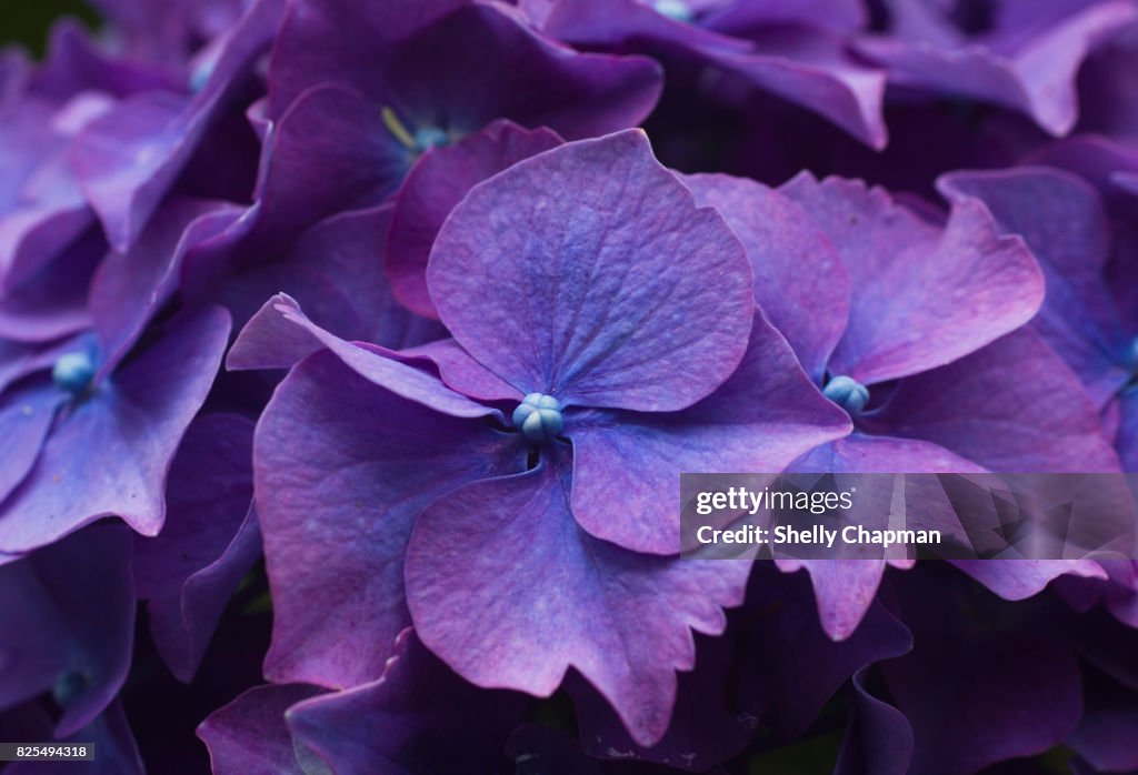 Close-up of purple Hydrangea