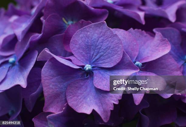 close-up of purple hydrangea - purple flowers stock pictures, royalty-free photos & images