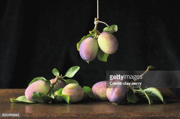 Still Life with Heritage 'Vision' Plums