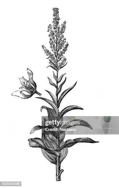 veratrum album (false helleborine, white hellebore, european white hellebore, or white veratrum) - oil pastel drawing stock illustrations