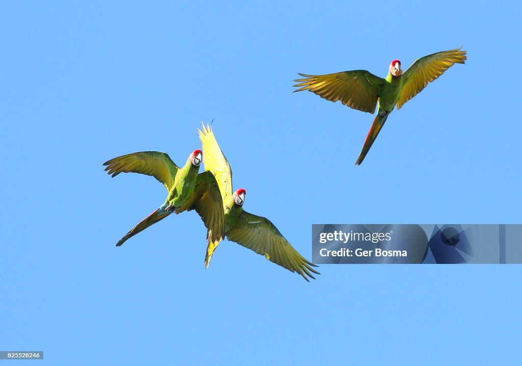 Three Flying Military Macaws