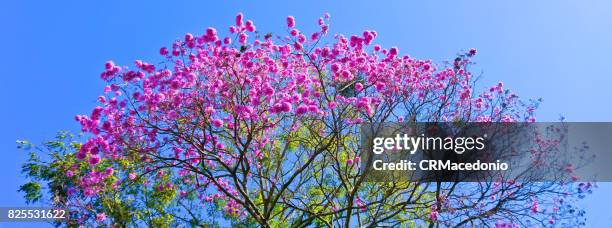 big and beautiful pink trumpet tree. - crmacedonio imagens e fotografias de stock