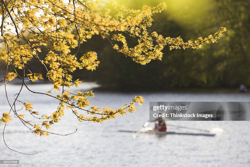 Sculling on the Charles River, Boston, Massachusetts