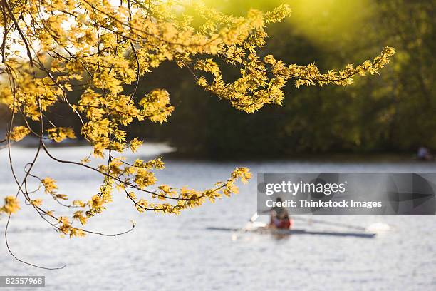 sculling on the charles river, boston, massachusetts - charles river stock pictures, royalty-free photos & images