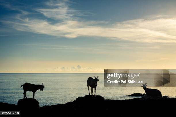 three goats standing along the coast of lanyu island, taiwan - lanyu taiwan stock pictures, royalty-free photos & images