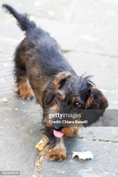 dog - wire haired dachshund stock pictures, royalty-free photos & images