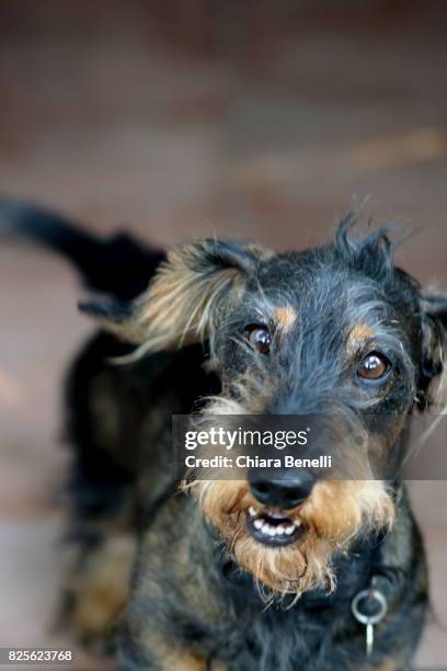 dog - wire haired dachshund stock pictures, royalty-free photos & images