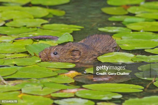 water vole [arvicola amphibius] - arvicola stock pictures, royalty-free photos & images