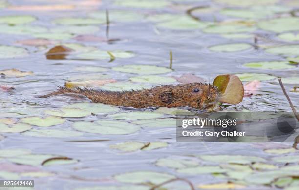 water vole [arvicola amphibius] - arvicola stock pictures, royalty-free photos & images