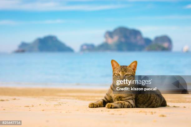 cute cat resting on a beach in thailand - railay strand stock pictures, royalty-free photos & images