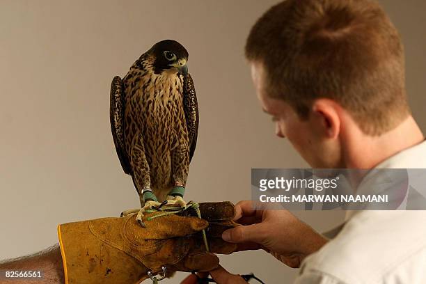 South African ranger helps a guest hold a falcon at al-Maha resort and nature reserve, some 100 kms south of the Gulf emirate of Dubai, on June 30,...