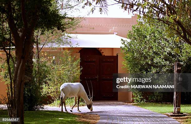 An Arabian Oryx desert antelope strolls next to a lodge at al-Maha resort and natural reserve, some 100 kms south of Dubai, on June 30, 2008. Al-Maha...