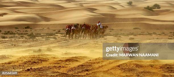 Camels are guided in the middle of the desert towards al-Maha nature reserve and resort, some 100 kms south of Dubai, to pick up guests for a sunset...