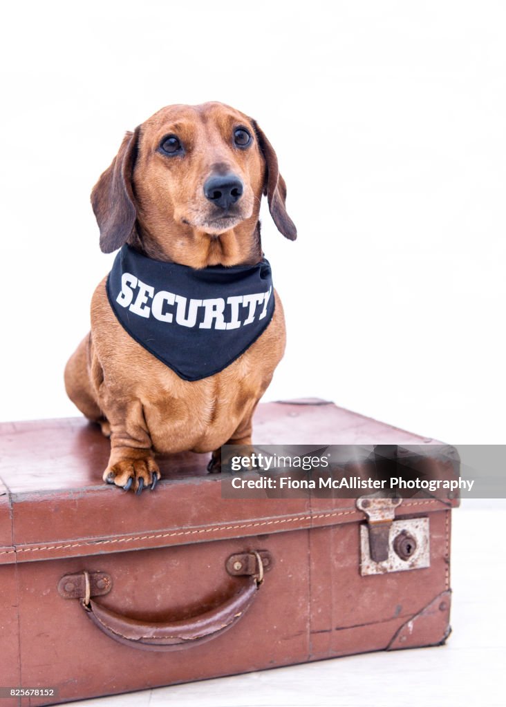 Sausage Dog Security : Guard Dog