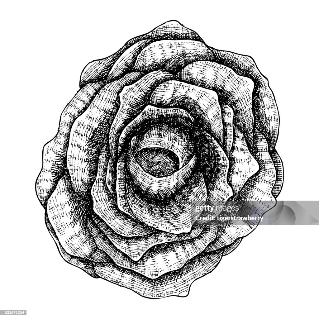 Negro Rosa Mano Dibujada Aislado En Blanco Dibujo De Dibujo De La Flor Negra Magia De Brujería Halloween Muerte De Folclore Atributo Significado Vector Ilustración de stock - Getty Images Negro Rosa Mano Dibujada Aislado En Blanco Dibujo De Dibujo De La Flor Negra Magia De Brujería Halloween Muerte De Folclore Atributo Significado Vector Ilustración de stock - Getty Images
