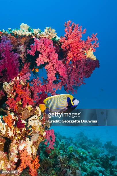 emperor angelfish with soft corals. - angelfish stock pictures, royalty-free photos & images