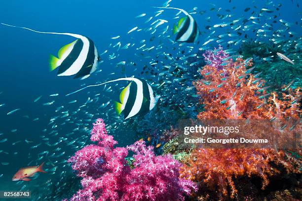 longfin bannerfish with soft corals. - longfin bannerfish stock-fotos und bilder