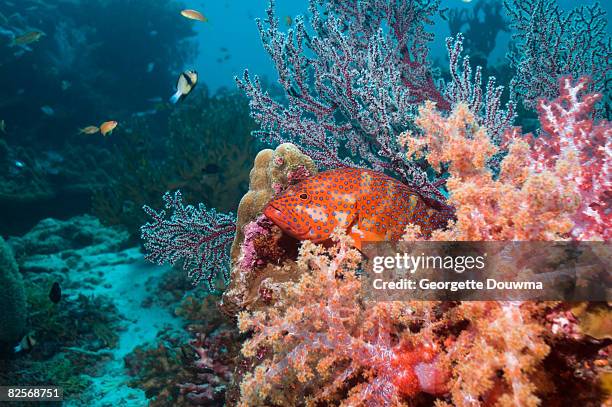 coral hind lying in ambush in soft corals. - coral hind stock pictures, royalty-free photos & images