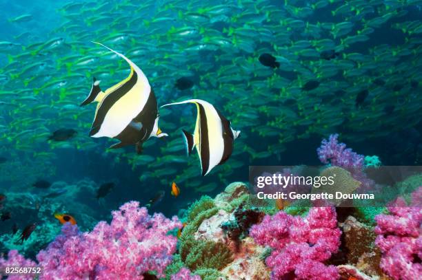 moorish idols over coral reef. - halfterfisch stock-fotos und bilder