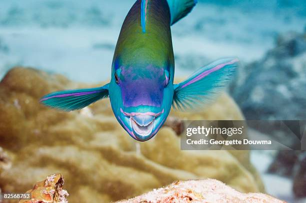 parrotfish facing camera - parrot fish stock pictures, royalty-free photos & images