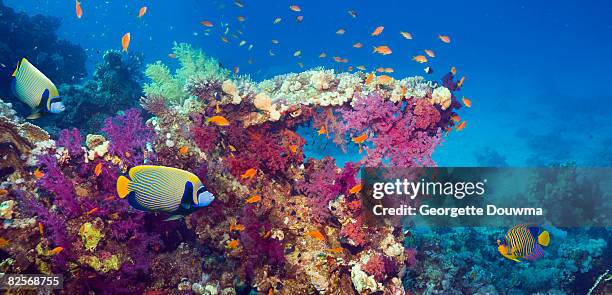 coral reef with emperor angelfish. - coral reef stock pictures, royalty-free photos & images