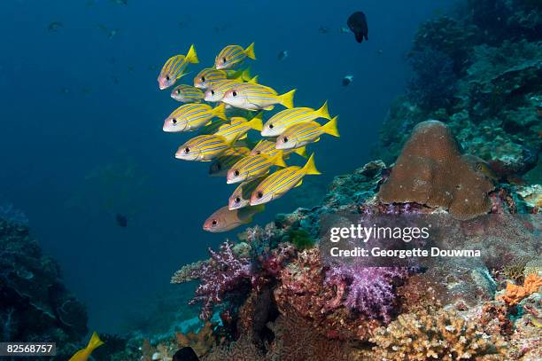 blueline snappers over coral reef. - lutjanus kasmira stock pictures, royalty-free photos & images