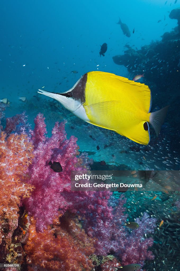 Long-nosed butterflyfish with soft corals