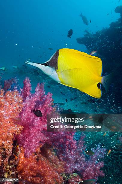 long-nosed butterflyfish with soft corals - long nosed butterflyfish bildbanksfoton och bilder