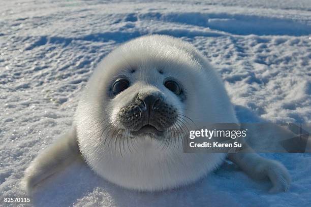 baby arctic seal in canada - seal animal snow fotografías e imágenes de stock